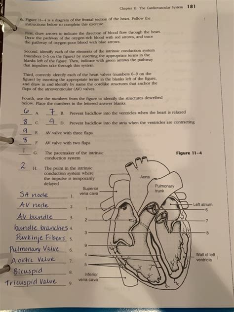 A&P <b>Coloring</b> <b>Workbook</b>_ <b>The Cardiovascular</b> <b>System</b>. . Chapter 11 the cardiovascular system coloring workbook answer key